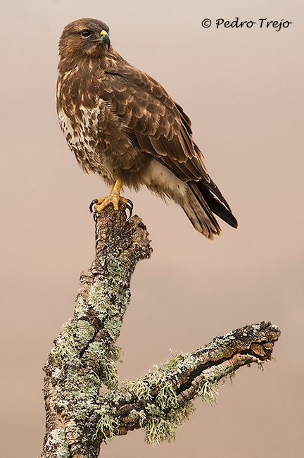 Ratonero común  (Buteo buteo)